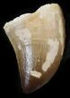 Mosasaur (Prognathodon) Tooth #43368-1